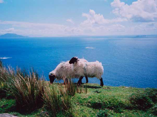 Blackface sheep adorn the landscapes of Achill Island, where settlements began between BCE 3000-4000.