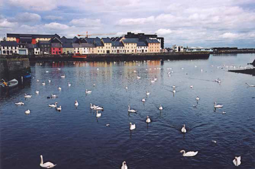 Swans delight in the waters of Galway City, Ireland's fifth most populous city and one of the country's cultural centers.