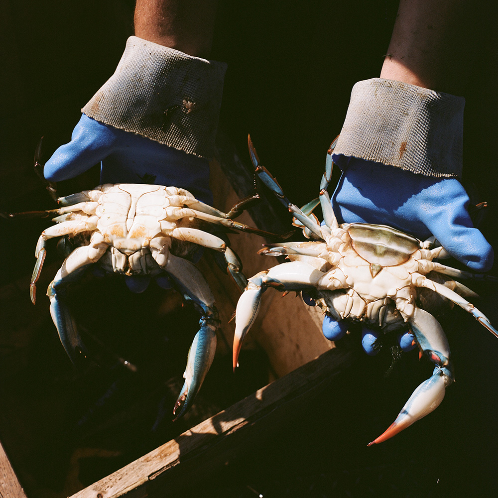 Grade A blue crabs, 2013.