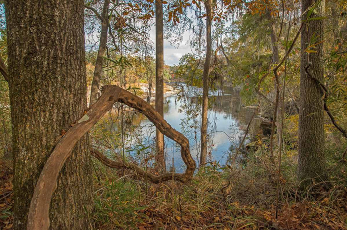 Close to where the Sabal Trail Pipeline is slated to run under the Suwannee River, north of Live Oak.