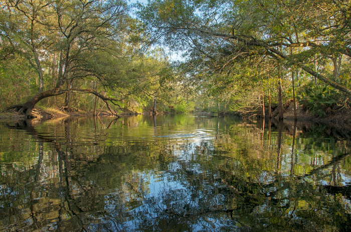 The Withlacoochee River flows out of the Green Swamp and is part of the Withlacoochee Riverine and Lake System. 