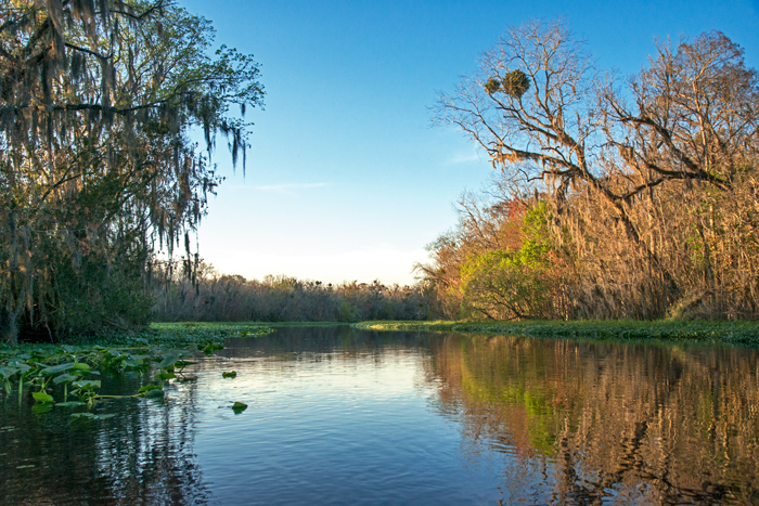 The Norris Dead River in the Lake Woodruff National Wildlife Refuge. 