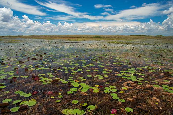 The center of the Everglades as seen from an airboat.