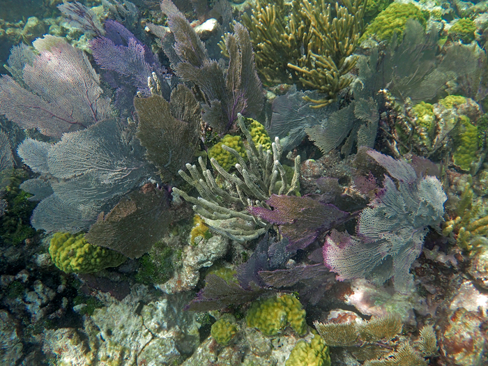 Grecian Rocks Reef, located five miles offshore from Key Largo, is part of the Key Largo National Marine Sanctuary. 