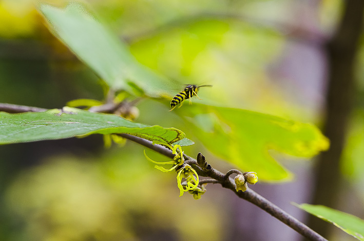 Witch-hazel (&lt;i&gt;Hamamelis virginiana&lt;/i&gt;) with yellow jacket. (© Susan Austin Roth)