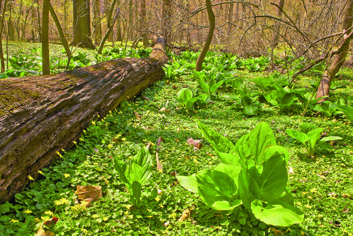 Skunk cabbage (&lt;i&gt;Symplocarpus foetidus&lt;/i&gt;) intermixed with invasive lesser celandine (&lt;i&gt;Ficaria verna&lt;/i&gt;). (© Susan Austin Roth)