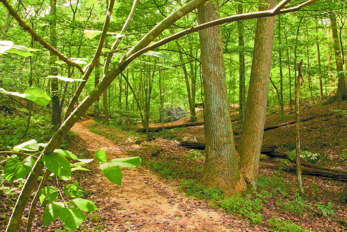 An ash tree (&lt;i&gt;Fraxinus sp.&lt;/i&gt;) leans over the Western Ridge Trail. (© Susan Austin Roth)