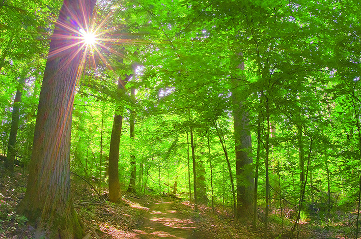 Western Ridge Trail in Rock Creek Park. (© Susan Austin Roth)