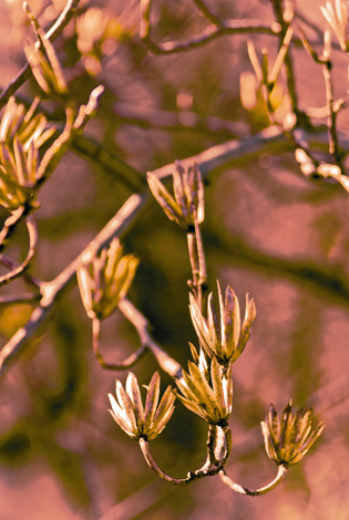 Samaras of a tulip tree (&lt;i&gt;Liriodendron tulipifera&lt;/i&gt;). (© Susan Austin Roth)