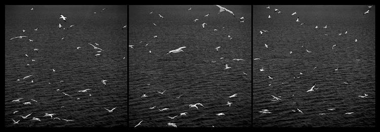 Swirling gannett, Bonaventure Island, Quebec, Canada (2006).