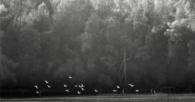 Site of the trumpeter swan massacre of December 25, 1810, near the confluence of the Ohio and Mississippi Rivers (2010).