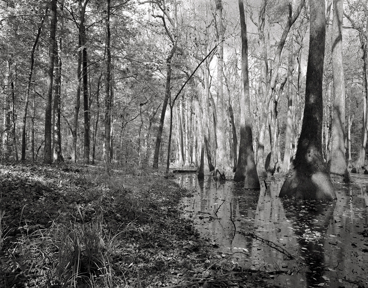 A bald cypress swamp at Milepost 122 on the Old Natchez Trace (2012).