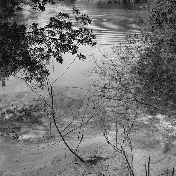 The I’on Swamp near Charleston, South Carolina, a famous place for birders (2018).