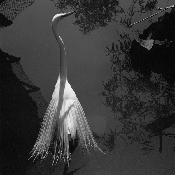 A snowy egret at a theme park near the St. John’s River in Florida (2011).