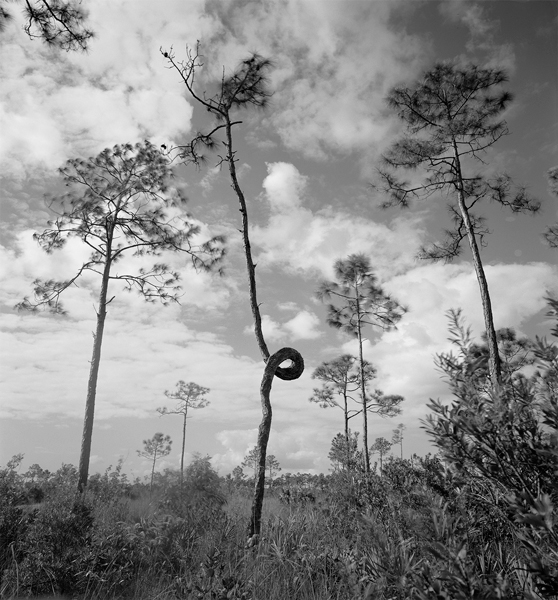 Corkscrew Swamp Sanctuary and Everglades National Park, Florida (2011).