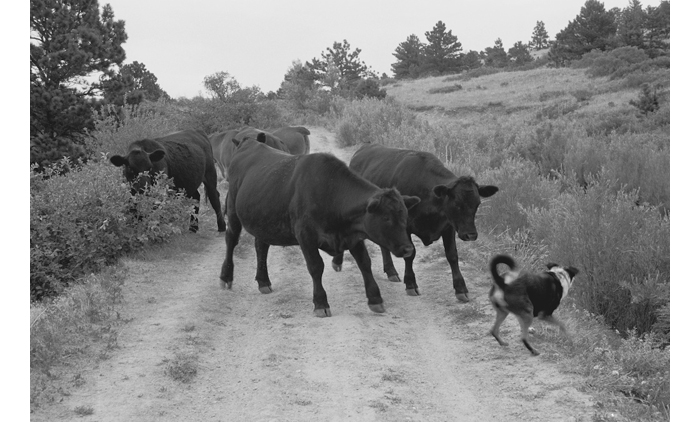 Near Marshal, CO, 2003.