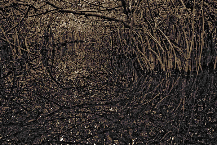 Mangroves, Big Cypress National Presreve, Florida