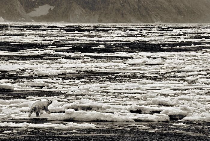 Polar Bear, Cumberland Sound, Baffin Island, Nunavut