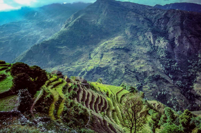 Rice terraces enroute to Dhaulagiri Base Camp, Nepal, 1986.