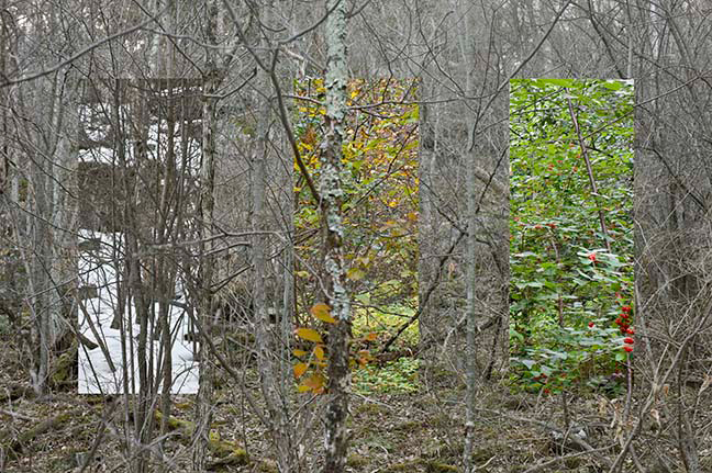 Snake Mountain North, Thicket, View West: Summer/Autumn/Winter/Spring; 27 July 2008, 13 October 2008, 16 February 2009, and 28 March 2009.