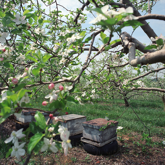 Oakland Orchard, Clarke County, VA.