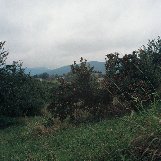 Layman Orchard, Daleville, VA.