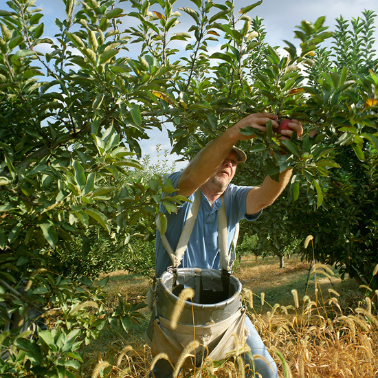 Paugh’s Orchard, Shenandoah County, VA.