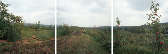 R. R. Ryan and Sons Orchard, Rockingham County, VA.