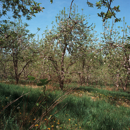 Ikenberry Orchard, Botetout County, VA.