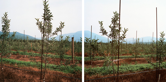 Silver Creek Orchard, Nelson County, VA.