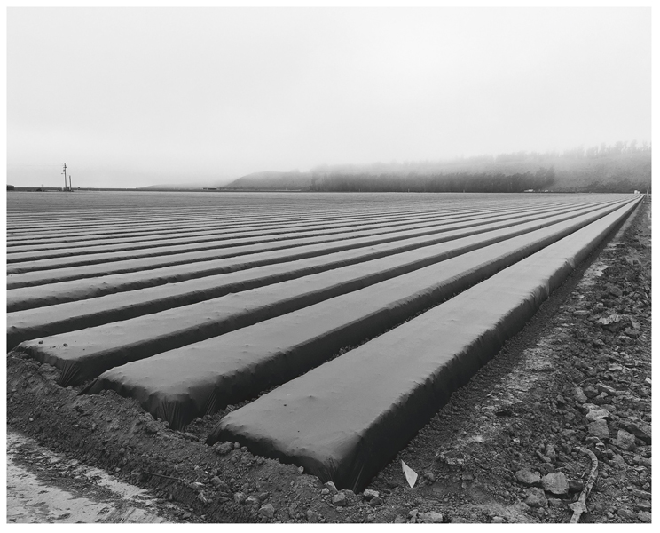 Strawberry field, Nipomo.