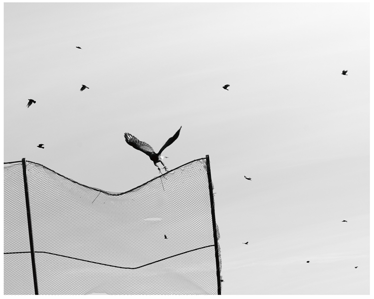 Harrier’s hawk and crows at the landfill.