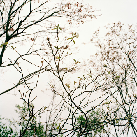 Serviceberry in the spring.