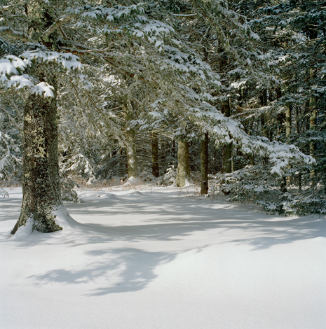Spruce shagged in snow.