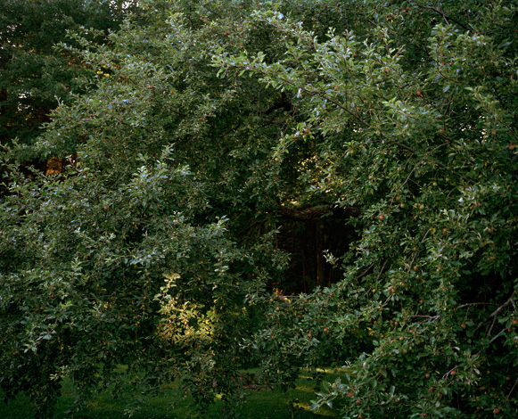 Apple tree in early summer.