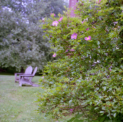 Beach rose in bloom.