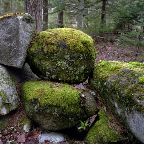 Stone wall with moss and lichen.