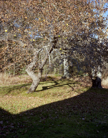 Apple tree in autumn.