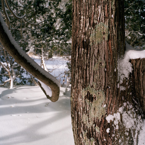Cedar in mid-winter.