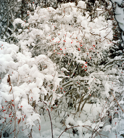 Winterberry after a snow storm.