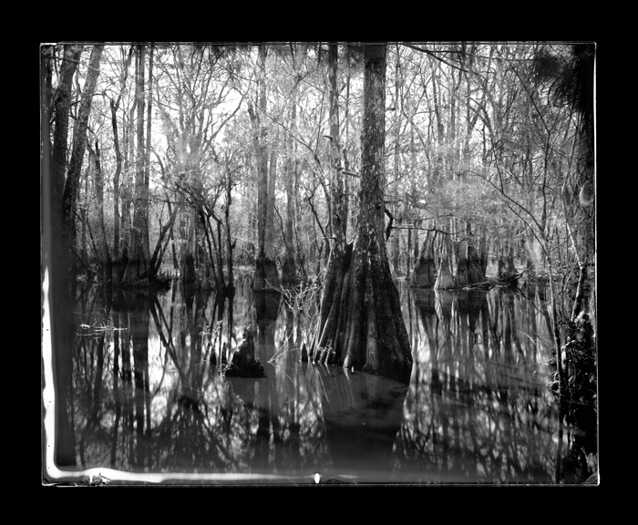 Cypress, Beck’s Ferry Landing, Hardeeville, South Carolina, Savannah River, 2014