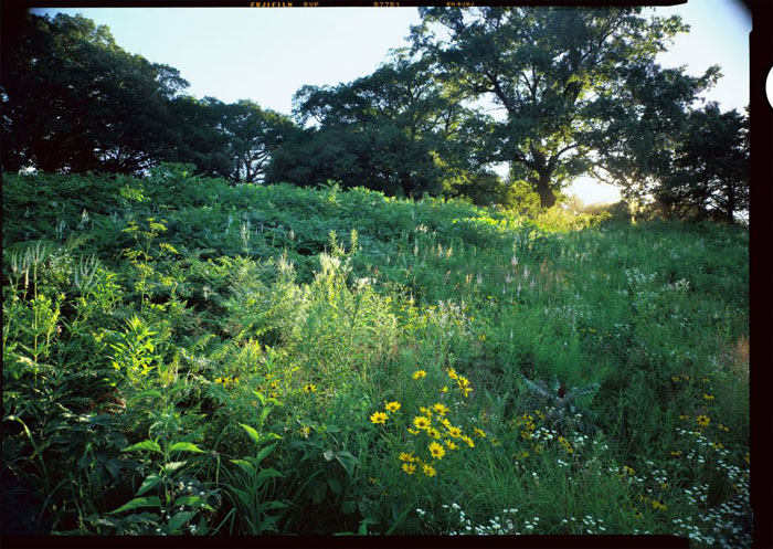 Classic oak savannah prairie at Rochester Cemetery.  (© Stephen Longmire)