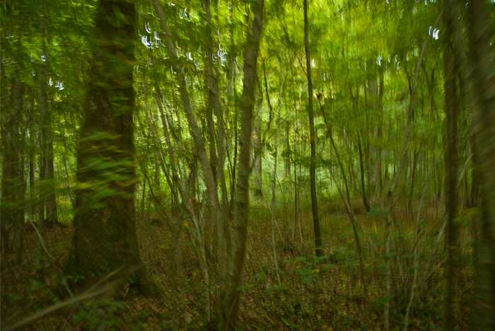 Granddad and his Company A fought here, in the Bantheville Woods, on October 22, 1918.