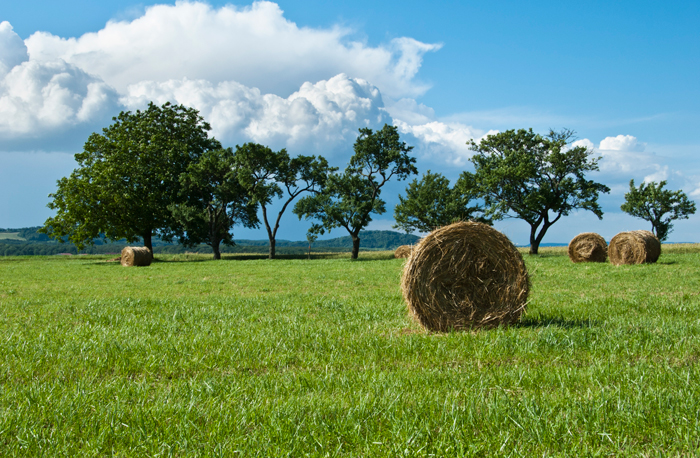 Rolled bales of hay now dominate the battlefield of the Saint-Mihiel Offensive near Nonsard, France. 