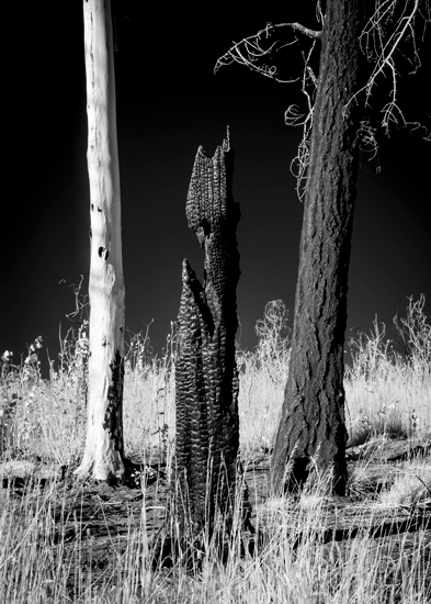 Santa Fe National Forest between Alamo and Capulin Canyons.