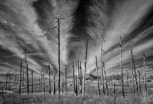 The Dome Wilderness seven years after the Las Conchas Fire.