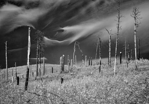 Lost Pines near Cochiti Canyon.