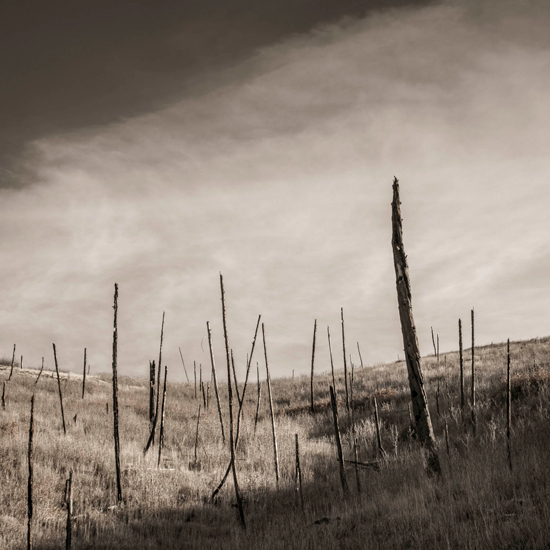 Native grasses.