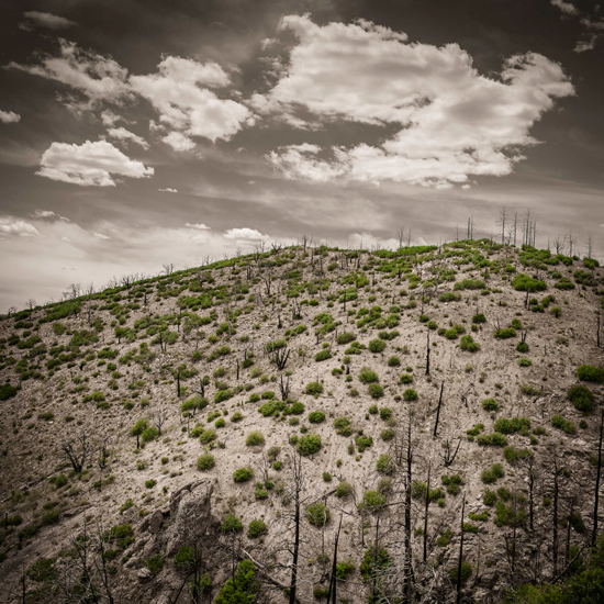 Spring, five years after the Las Conchas Fire.