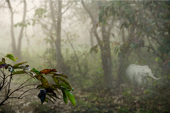 A baby elephant in Kaziranga National Park.  (© Joan Myers)